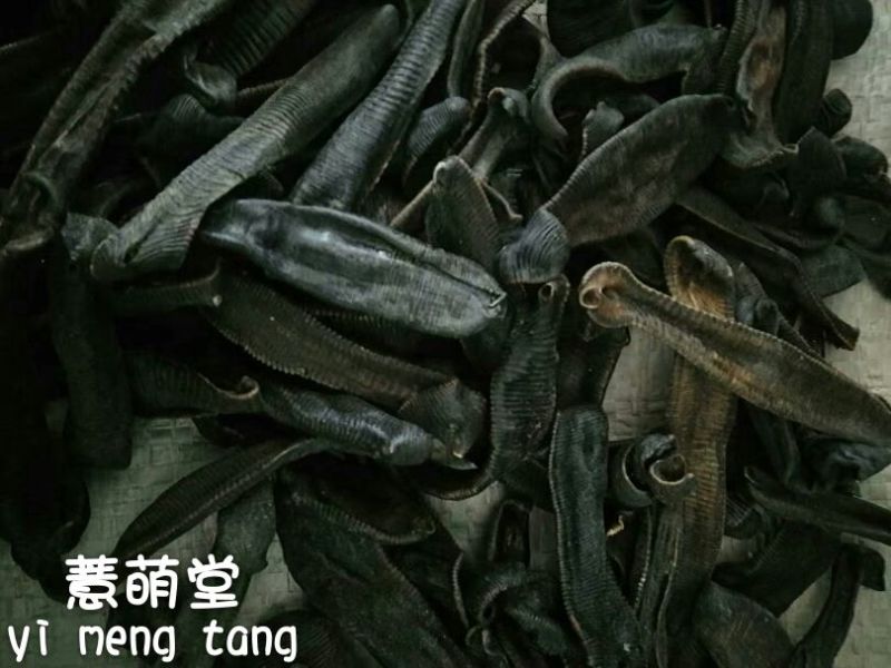 水蛭药用