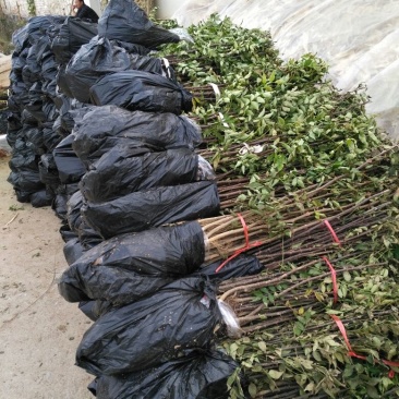 花椒苗品质保证成活率高
