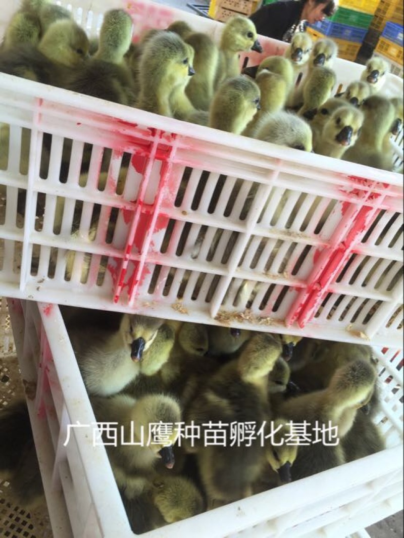 狮头鹅苗