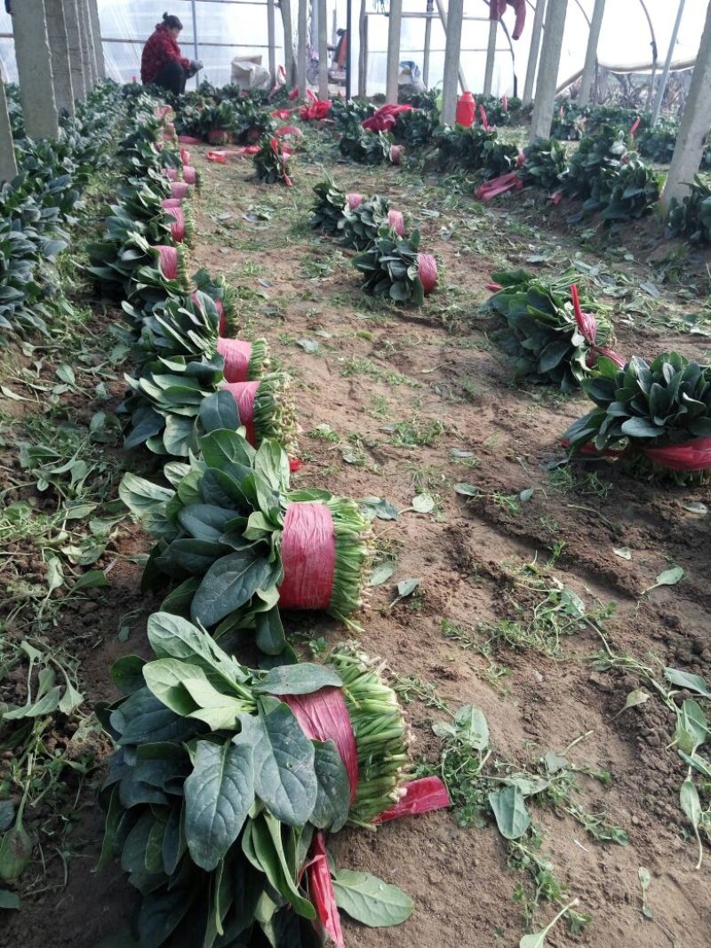大叶菠菜20到25公分，3000斤起批！