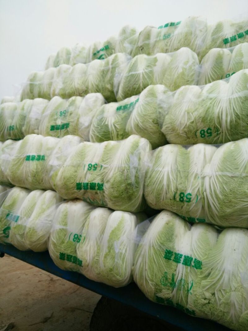 实力货源湖北发货黄心大白菜品质保障提供一站式服务电话联系