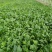 大叶菠菜10~15厘米