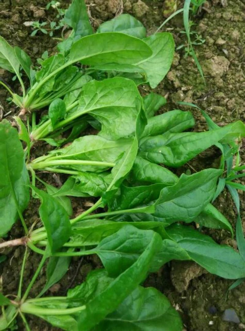 大叶菠菜20~25厘米