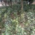 茶花50~80cm