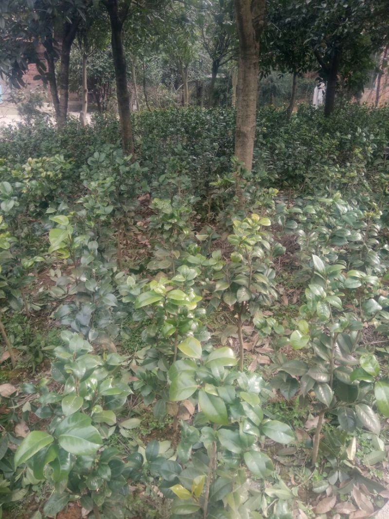 茶花50~80cm