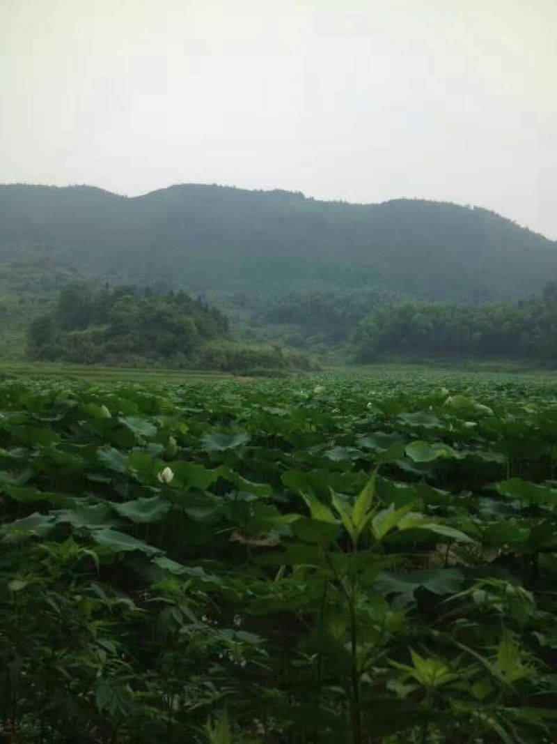 莲藕种苗