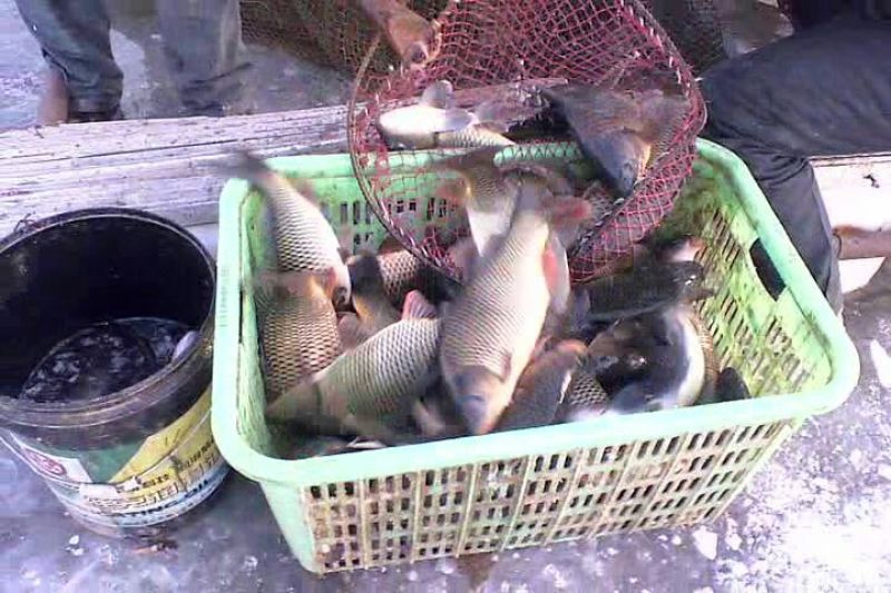 河鲤鱼0.5~1公斤食用