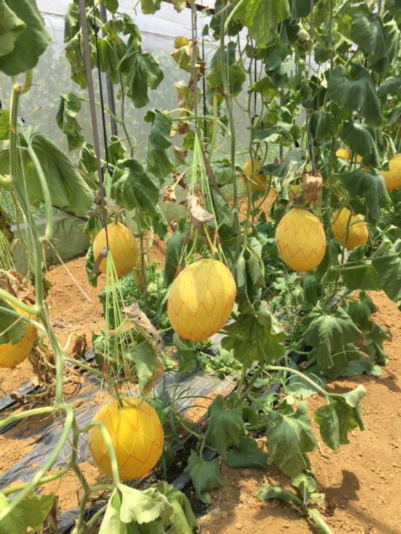 哈密瓜