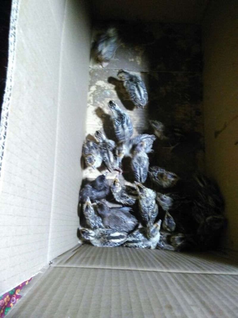 珍珠鸡苗1斤以下
