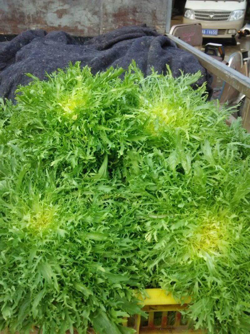 苦菊15~20cm