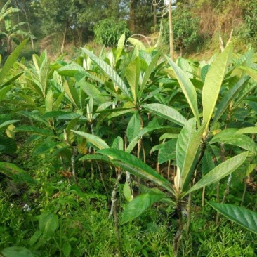 枇杷树苗30~50cm