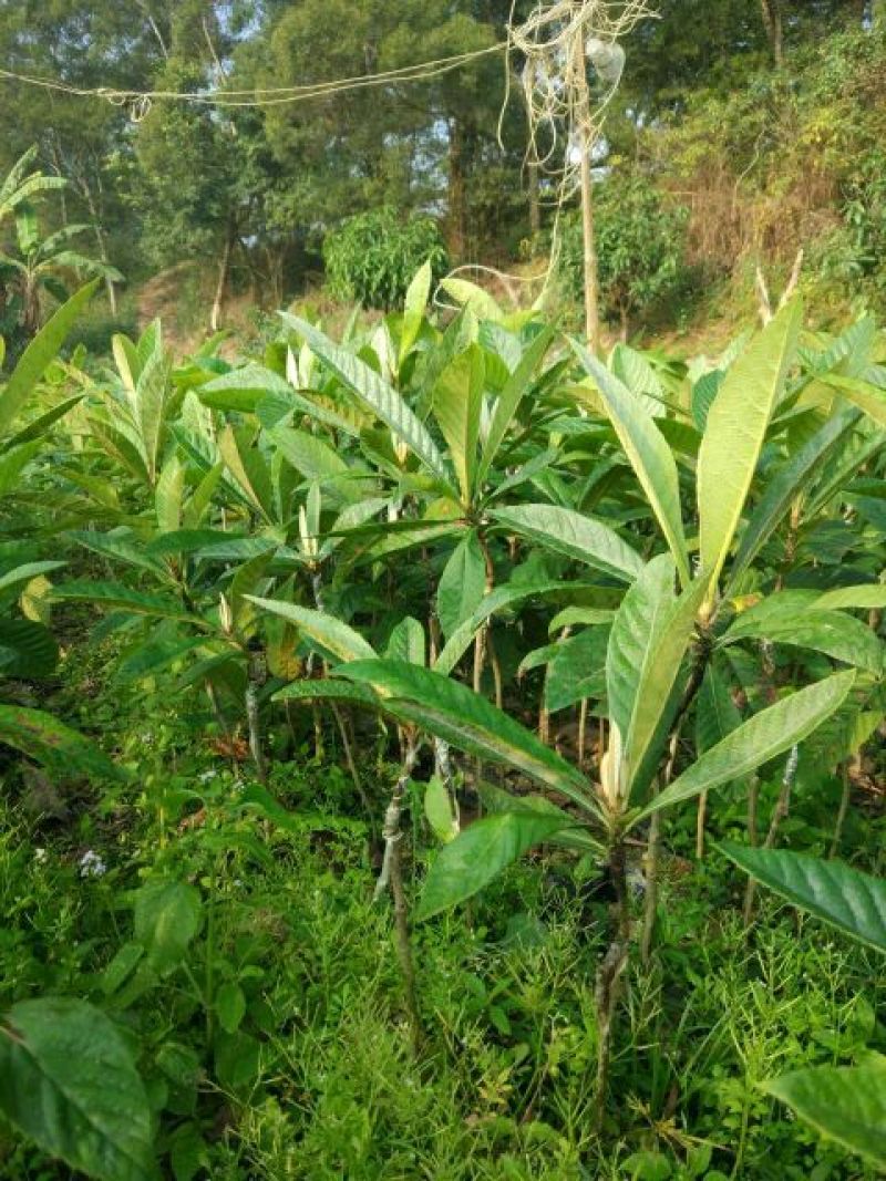 枇杷树苗30~50cm