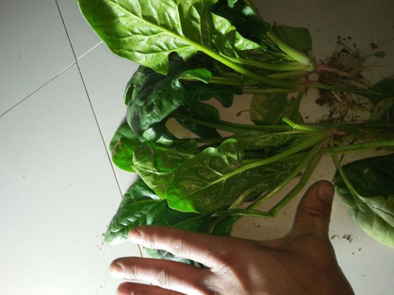 大叶菠菜10~15厘米
