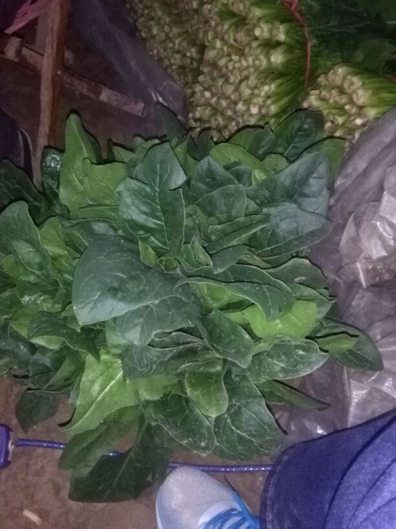 越冬菠菜25~30厘米