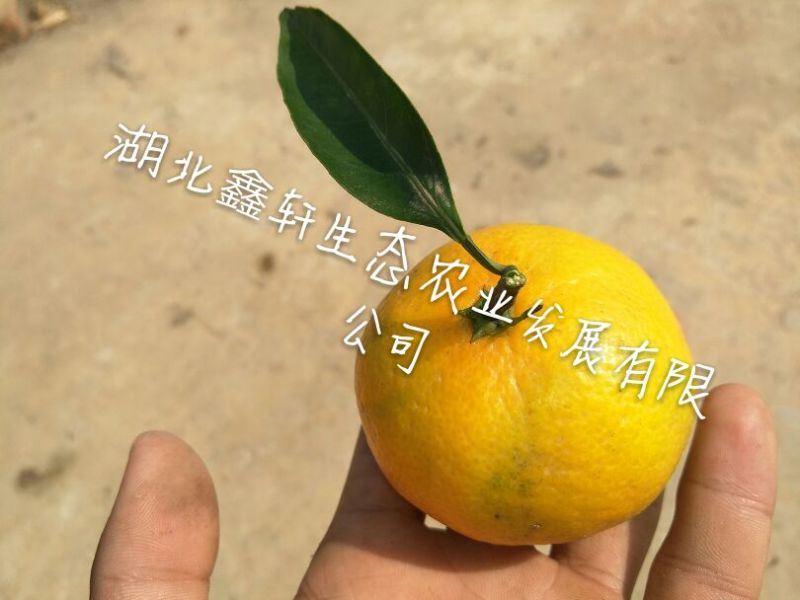 国庆蜜橘5~5.5cm