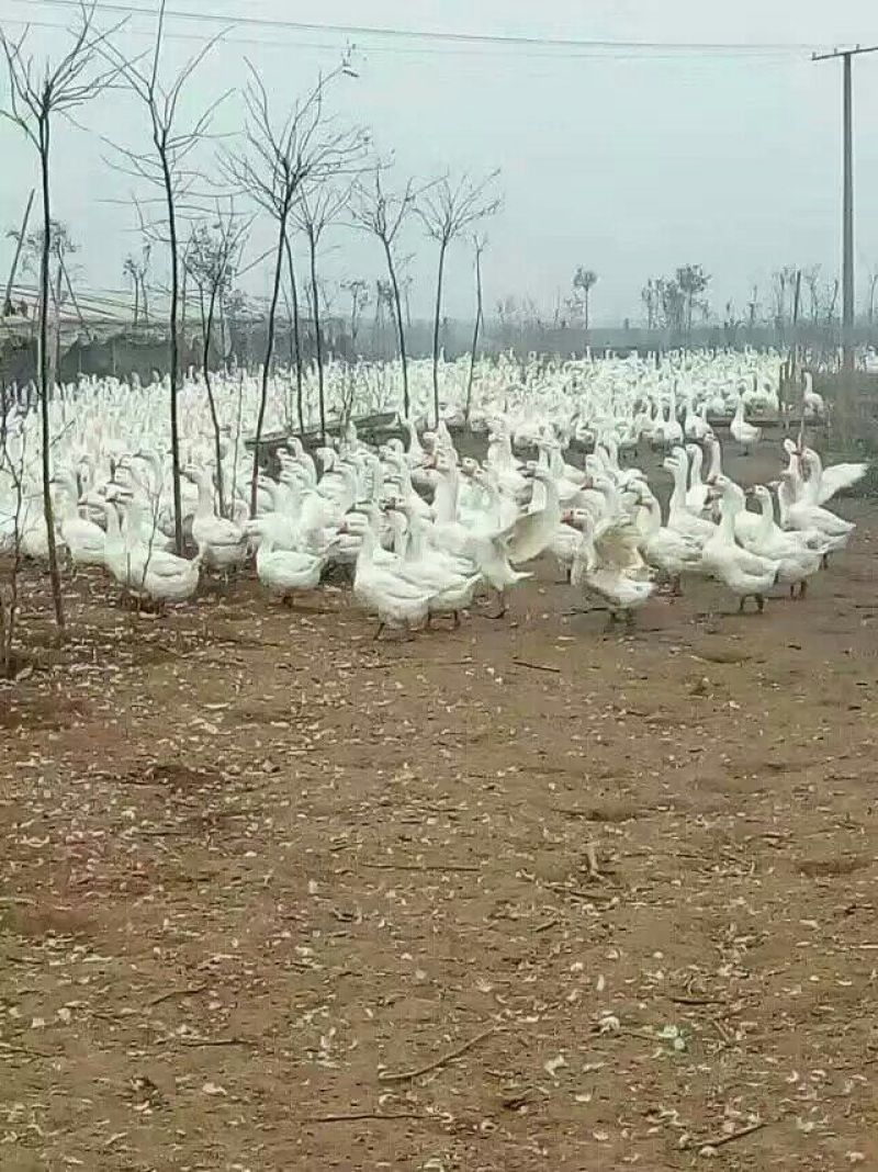 鹅苗250g以下