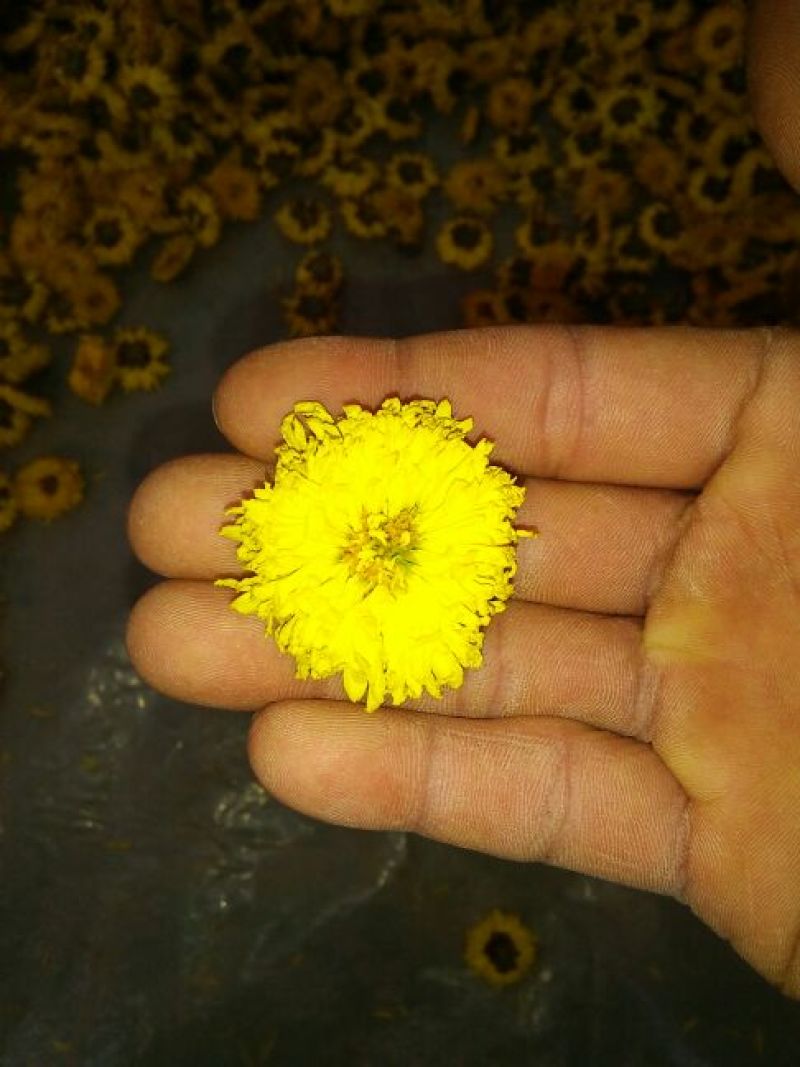 菊花茶