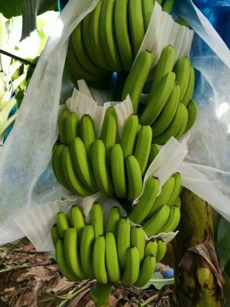 香蕉七成熟