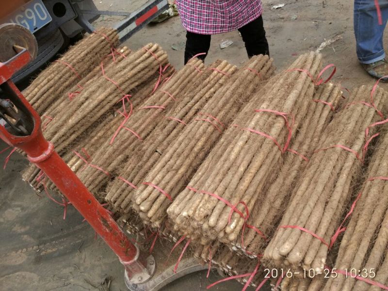 山东铁棍山药2~厘米一级40一70厘米，保质保量