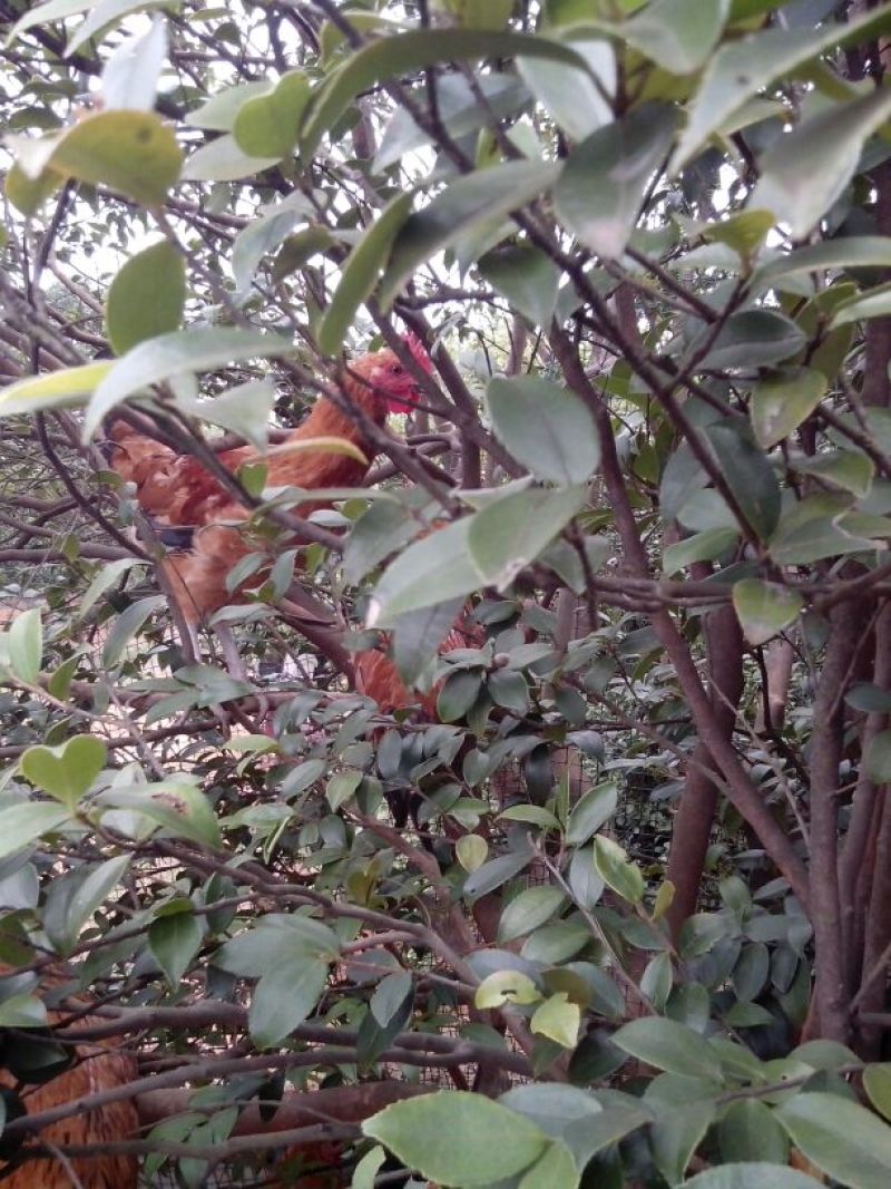 泉林土鸡10月以上