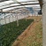 黑叶菠菜10~15厘米