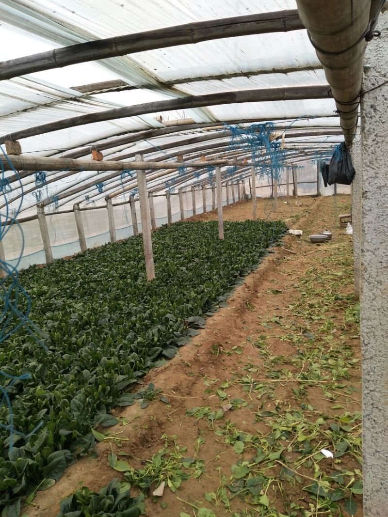 黑叶菠菜10~15厘米