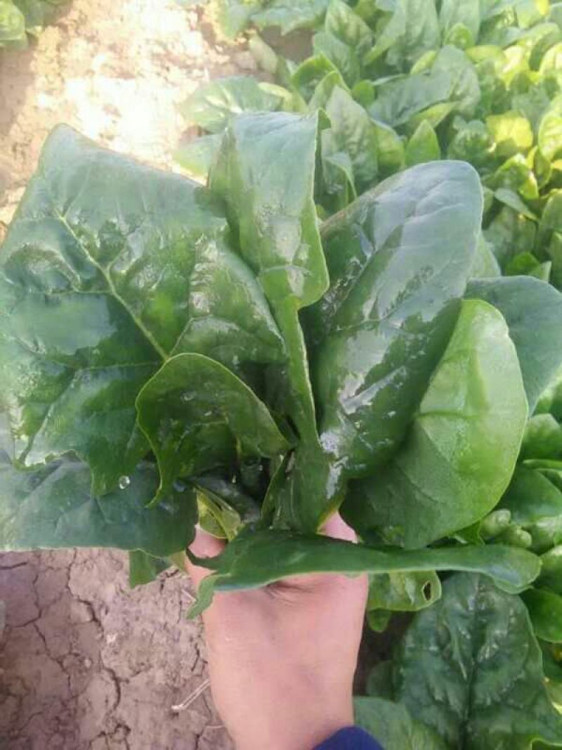 菠菜20~25厘米