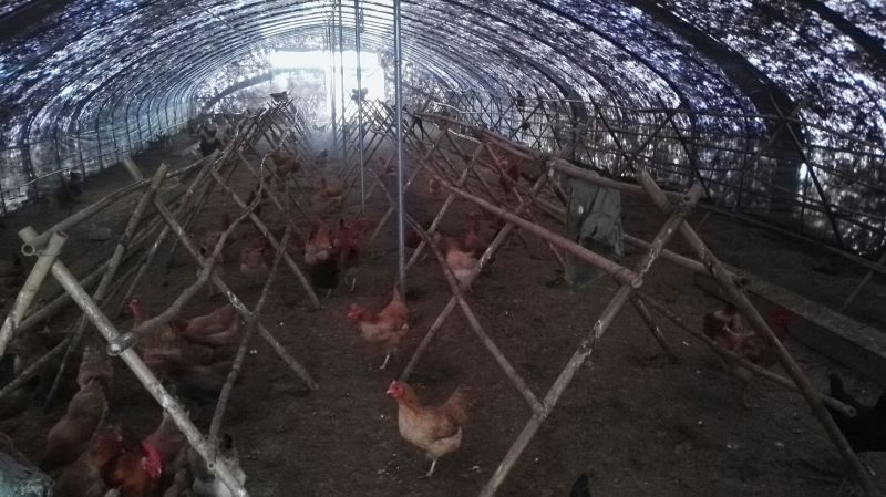 土鸡蛋食用40~50g
