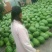 花皮有籽10斤打底8成熟1茬