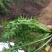 荠菜