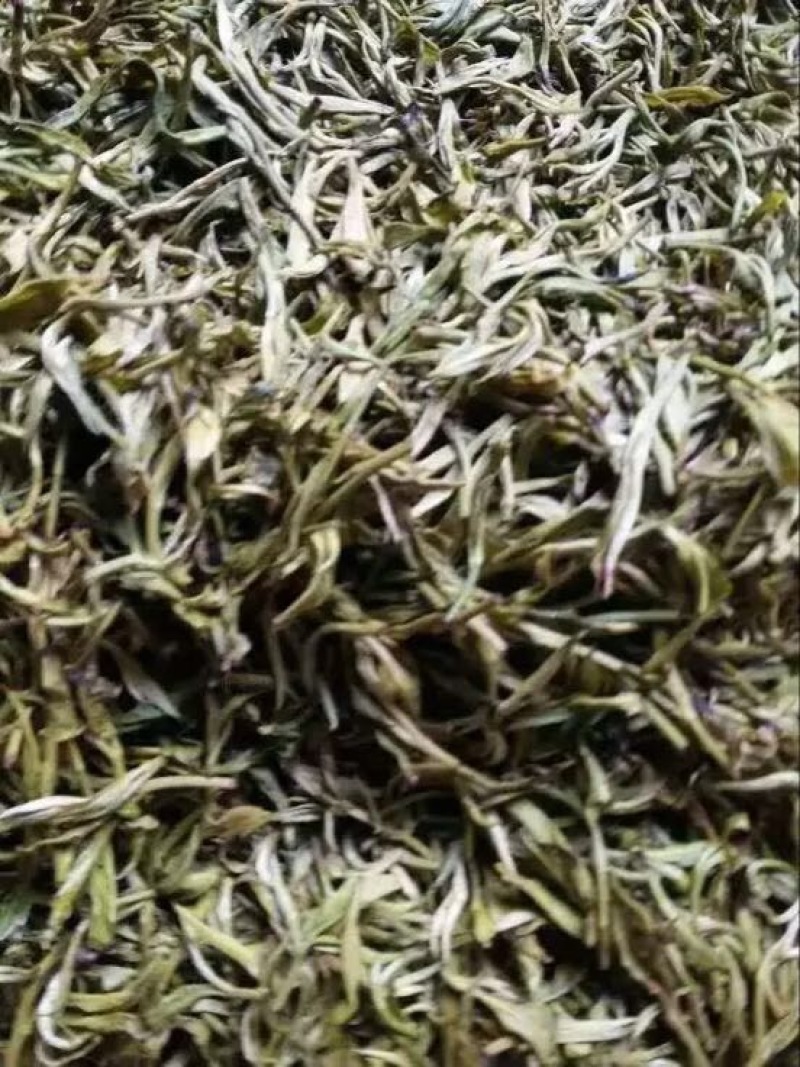 普洱绿茶