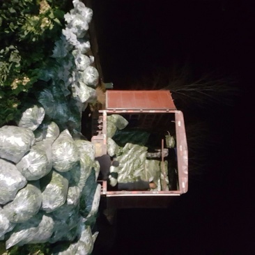 菠菜20~25厘米