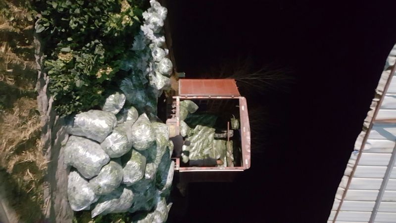 菠菜20~25厘米