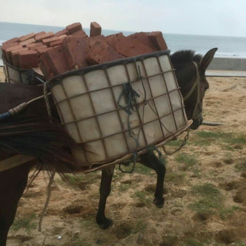 骡子300~400kg