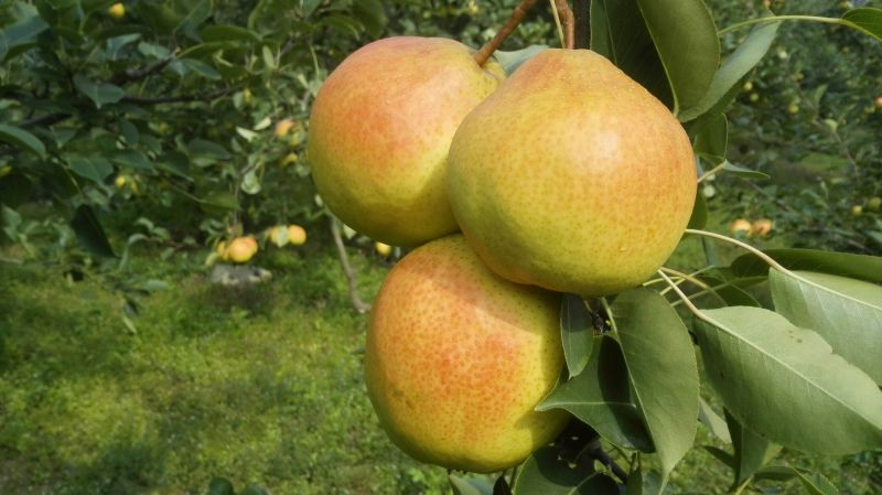 红硝梨300~350g光果