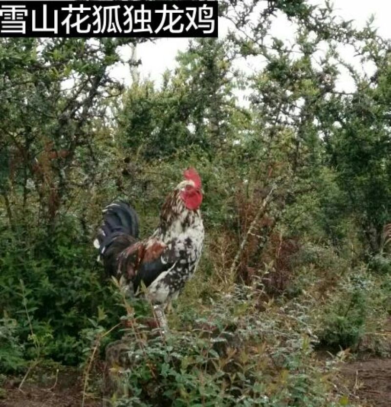 鸡散养土鸡2~3斤