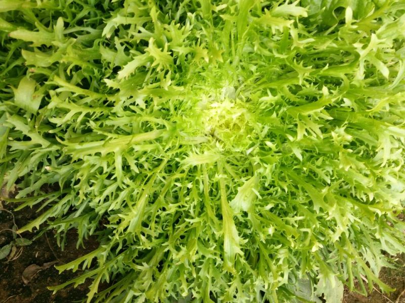 苦菊