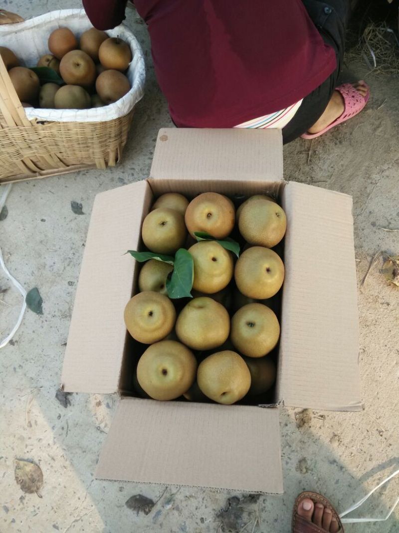 沙梨湘南梨湖北沙梨基地