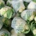 菜花2斤紧密乳白质量好价位合适希望前来洽谈