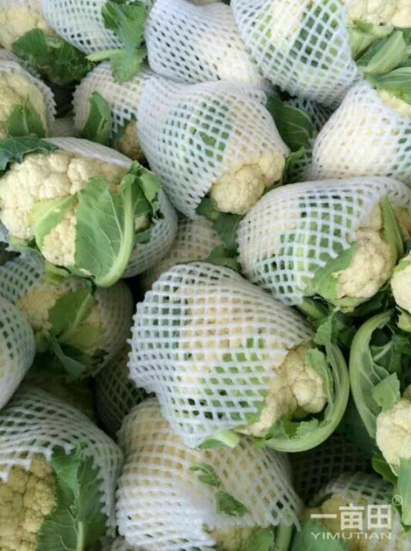菜花2斤紧密乳白质量好价位合适希望前来洽谈