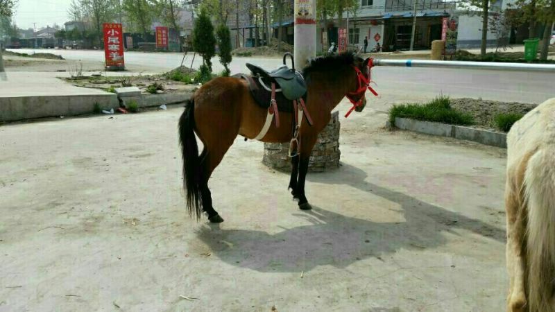 半血马