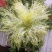 苦菊15~20cm