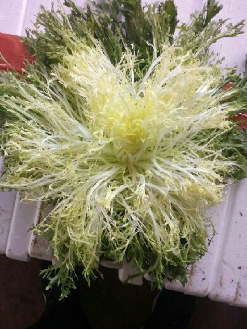 苦菊15~20cm