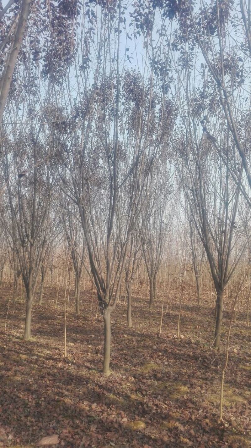 紫叶李350cm以上