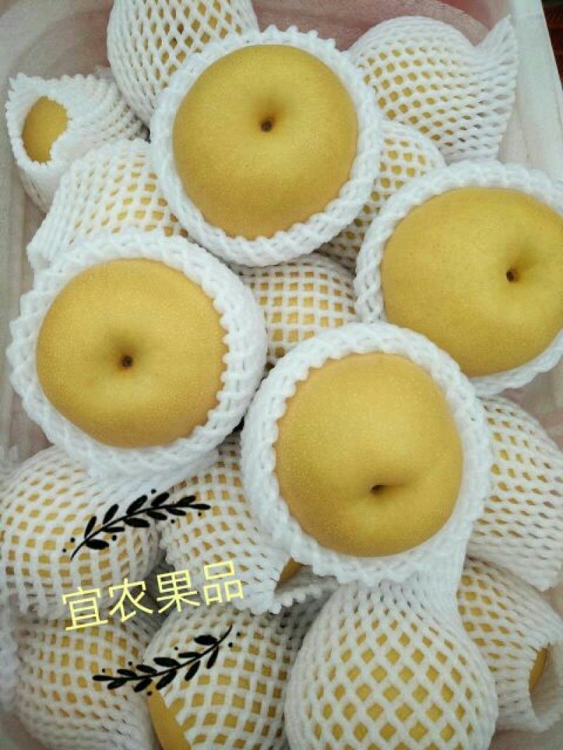 丰水梨300~350g纸袋