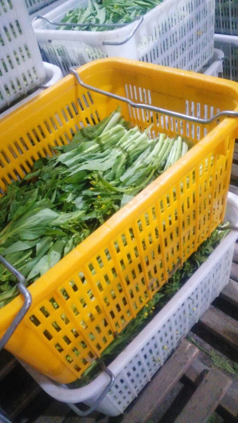 白菜苔15~20厘米