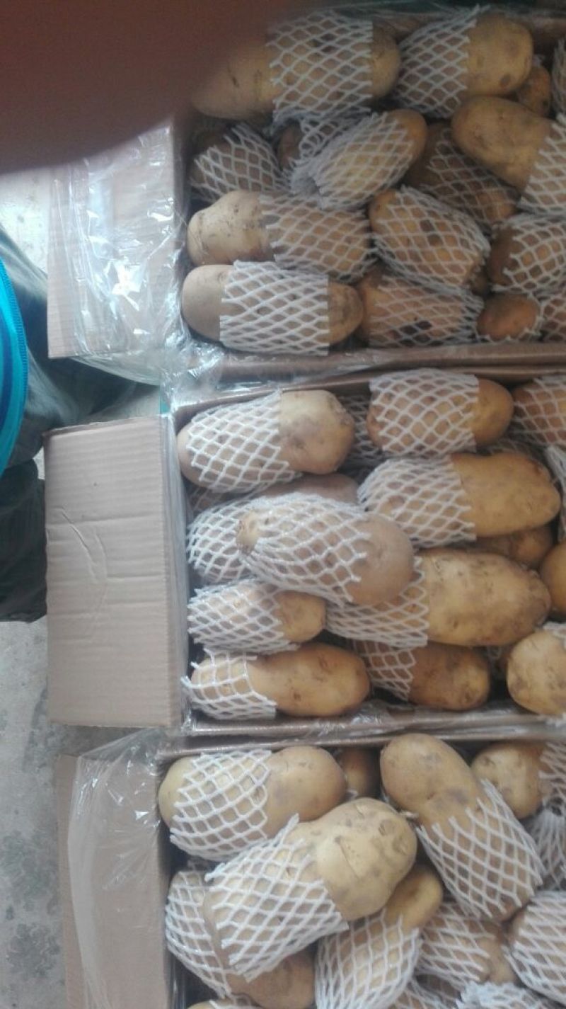 荷兰十五土豆2两以上装箱套网