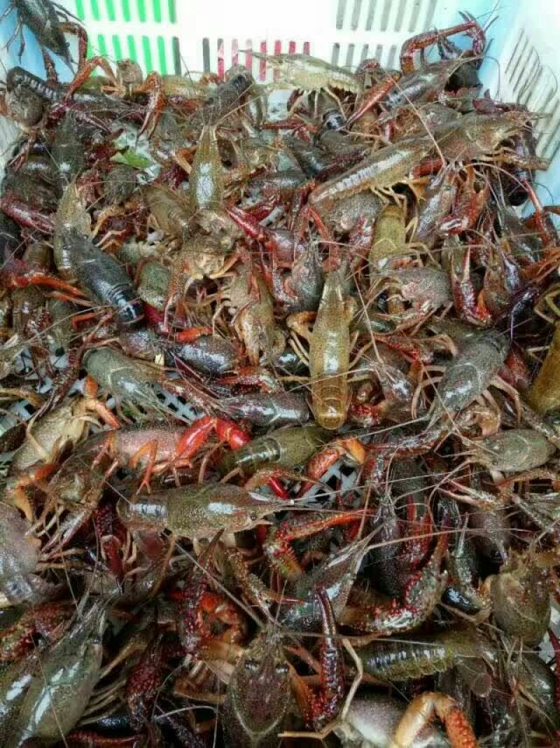 青虾虾苗16~20只/kg