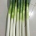 铁杆大葱30~40cm毛葱2cm左右