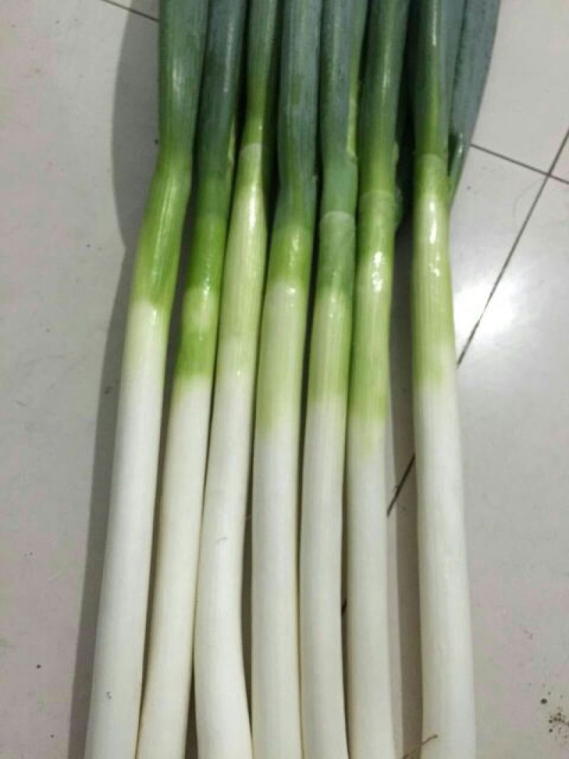 铁杆大葱30~40cm毛葱2cm左右
